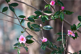 DSC_0026_d.jpg