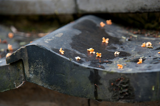 DSC_0088.jpg
