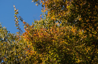DSC_0441.jpg