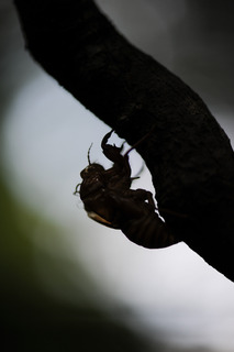 DSC_0458.jpg