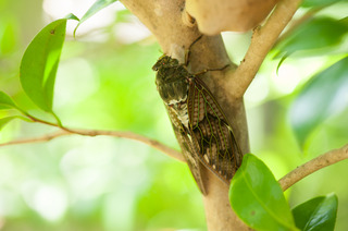 DSC_0499.jpg
