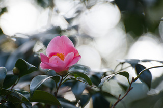 DSC_0555.jpg