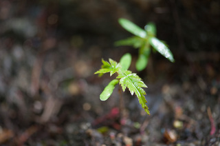 DSC_0569.jpg