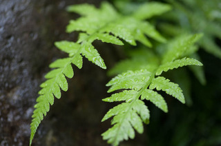 DSC_0747.jpg