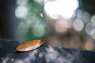 DSC_0807.jpg