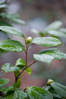 DSC_0807.jpg