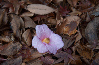 DSC_0858.jpg