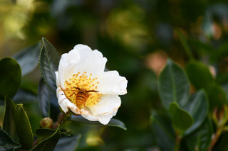DSC_1547.jpg