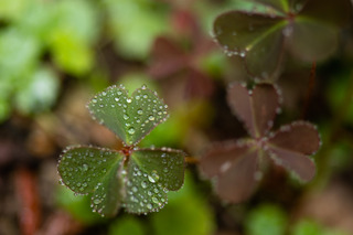 DSC_2295.jpg