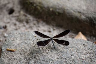 DSC_2307.jpg