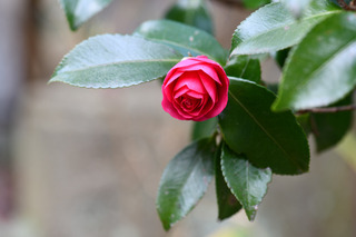 DSC_3933.jpg