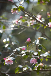 DSC_4501.jpg