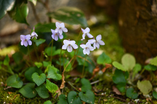 DSC_5305.jpg