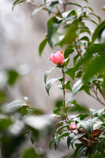 DSC_6582.jpg