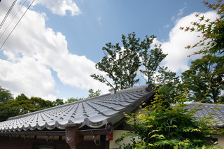 DSC_9049.jpg
