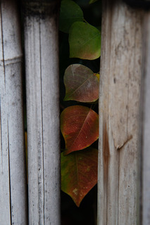 DSC_9814.jpg